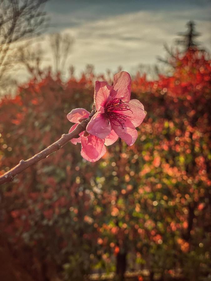 Residenza Il Fiore 베르가모 외부 사진